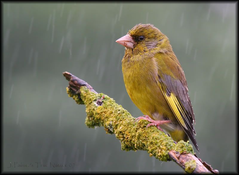 IMAGE: http://i11.photobucket.com/albums/a166/madas/greenfinchcopy.jpg