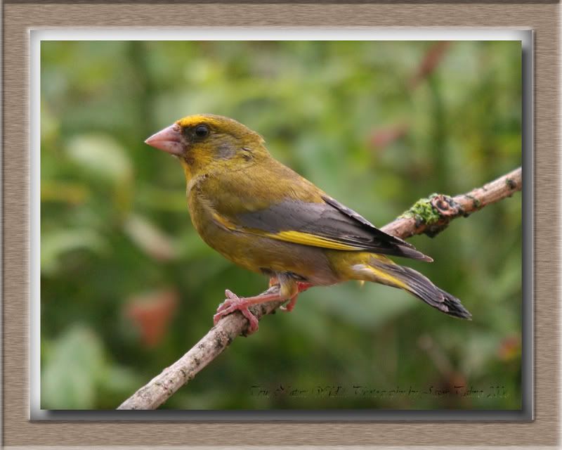 IMAGE: http://i11.photobucket.com/albums/a166/madas/greenfinchrain.jpg