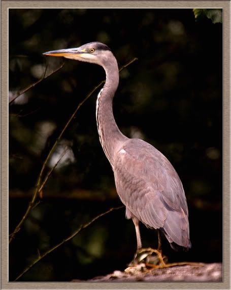 IMAGE: http://i11.photobucket.com/albums/a166/madas/greyheroncopy.jpg