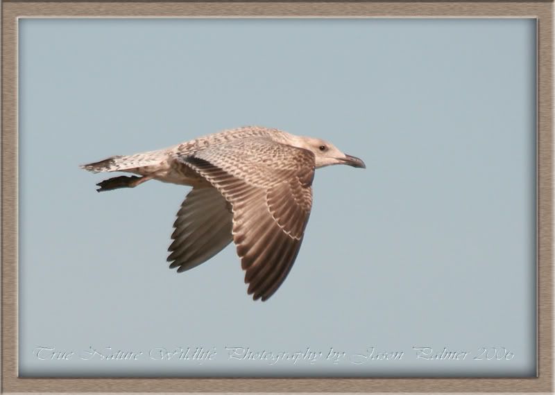 IMAGE: http://i11.photobucket.com/albums/a166/madas/gullcopy.jpg