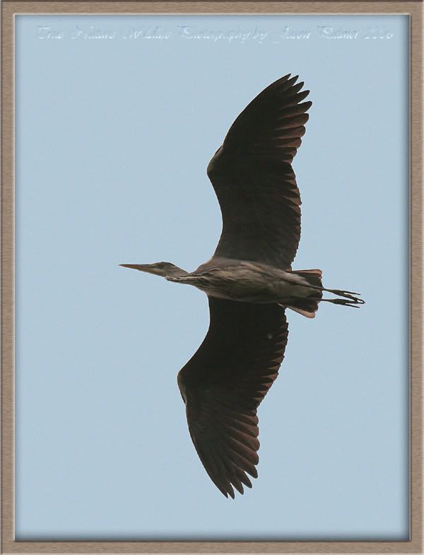 IMAGE: http://i11.photobucket.com/albums/a166/madas/heronflight.jpg