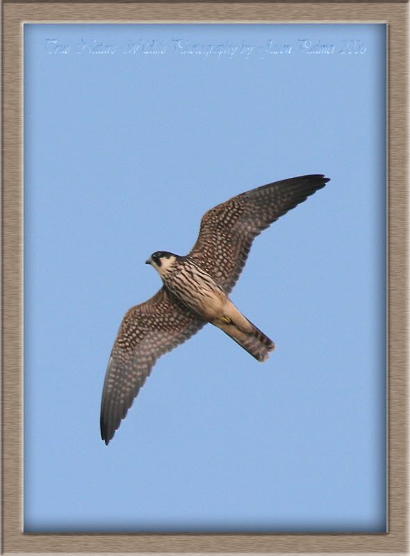 IMAGE: http://i11.photobucket.com/albums/a166/madas/hobbycopy.jpg