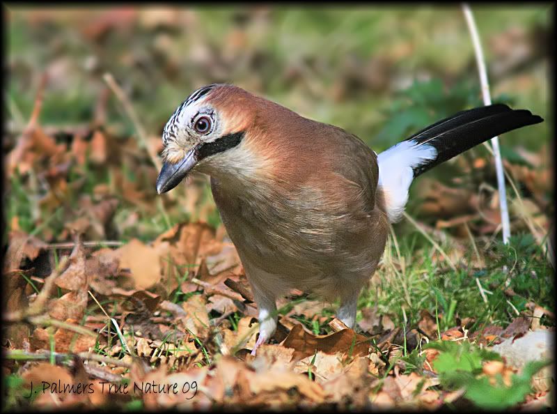 IMAGE: http://i11.photobucket.com/albums/a166/madas/jay.jpg