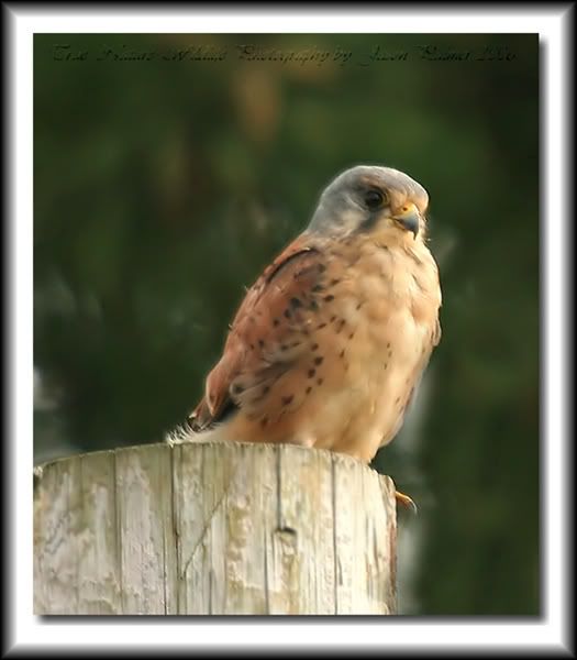 IMAGE: http://i11.photobucket.com/albums/a166/madas/kestral2.jpg