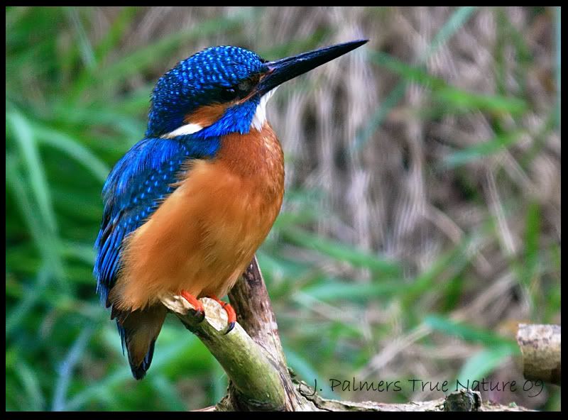 IMAGE: http://i11.photobucket.com/albums/a166/madas/king-web.jpg