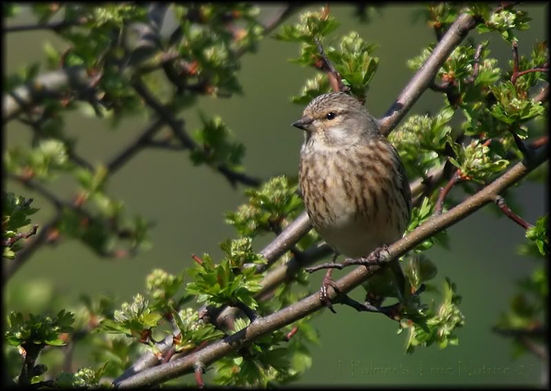 IMAGE: http://i11.photobucket.com/albums/a166/madas/linnet2.jpg