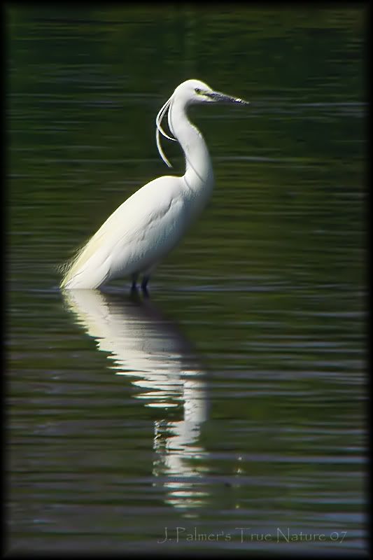 IMAGE: http://i11.photobucket.com/albums/a166/madas/littleegretcopy.jpg