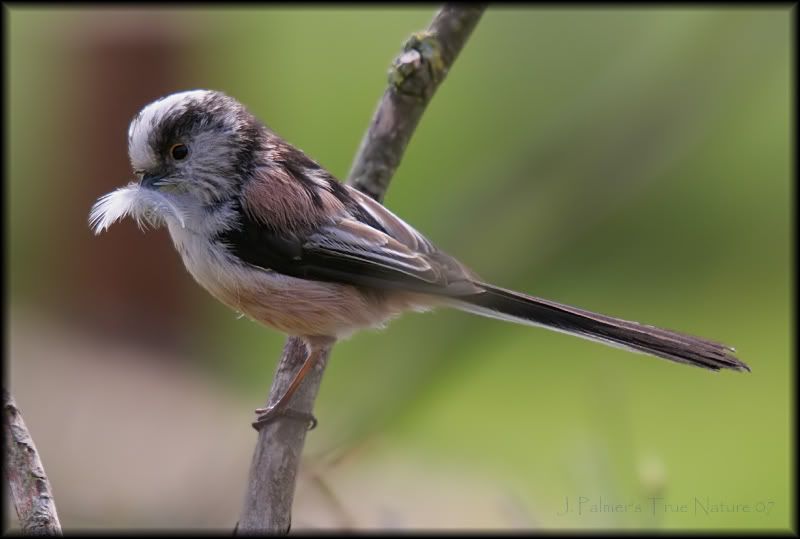 IMAGE: http://i11.photobucket.com/albums/a166/madas/longtailtit.jpg