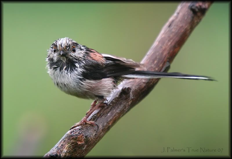 IMAGE: http://i11.photobucket.com/albums/a166/madas/longtailtitwetcopy.jpg