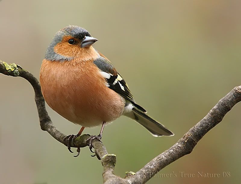 IMAGE: http://i11.photobucket.com/albums/a166/madas/male2newhidecopy.jpg