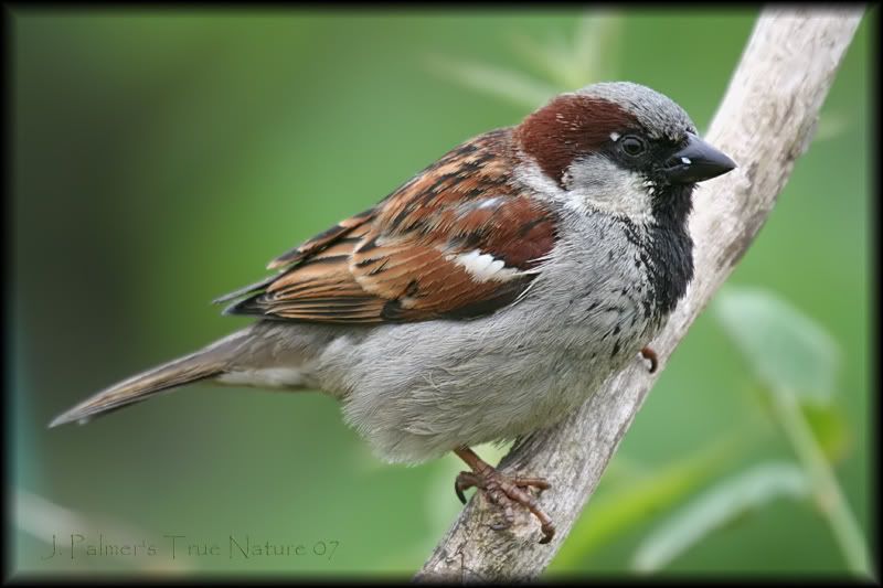 IMAGE: http://i11.photobucket.com/albums/a166/madas/malesparrowcopy-1.jpg