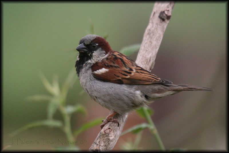 IMAGE: http://i11.photobucket.com/albums/a166/madas/malesparrowjpgcopy.jpg