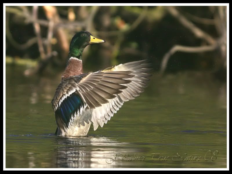 IMAGE: http://i11.photobucket.com/albums/a166/madas/mallardwingstrechcopy.jpg