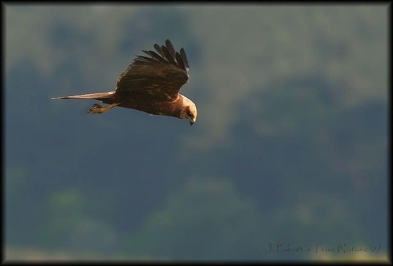 IMAGE: http://i11.photobucket.com/albums/a166/madas/marshharrier1coppycopy.jpg