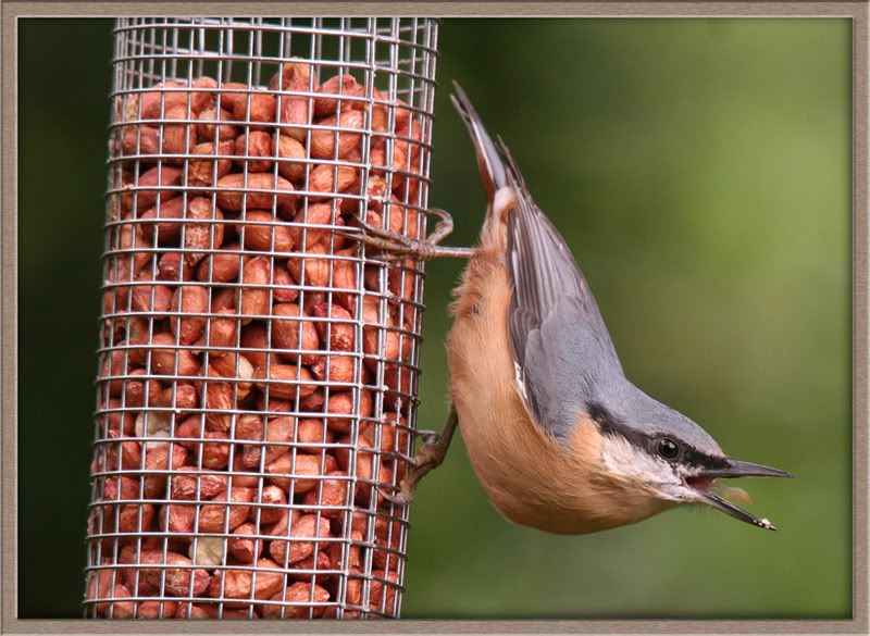 IMAGE: http://i11.photobucket.com/albums/a166/madas/nuthatchopy.jpg