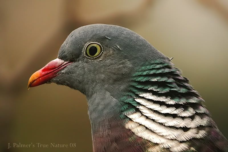 IMAGE: http://i11.photobucket.com/albums/a166/madas/pig600mmcopy.jpg