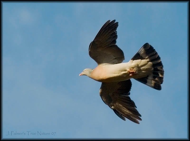 IMAGE: http://i11.photobucket.com/albums/a166/madas/pigeonflight.jpg