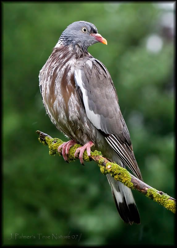 IMAGE: http://i11.photobucket.com/albums/a166/madas/pigeoninraincopy.jpg