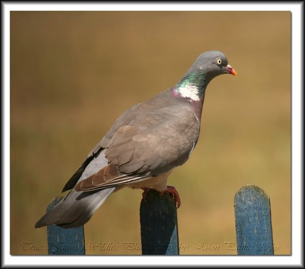 IMAGE: http://i11.photobucket.com/albums/a166/madas/pigeonpost.jpg