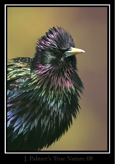 IMAGE: http://i11.photobucket.com/albums/a166/madas/puffycopy.jpg