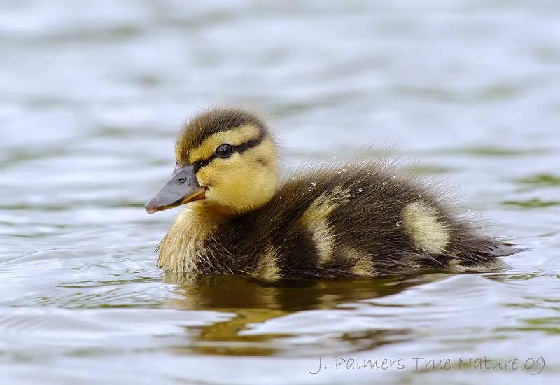 IMAGE: http://i11.photobucket.com/albums/a166/madas/qutty.jpg