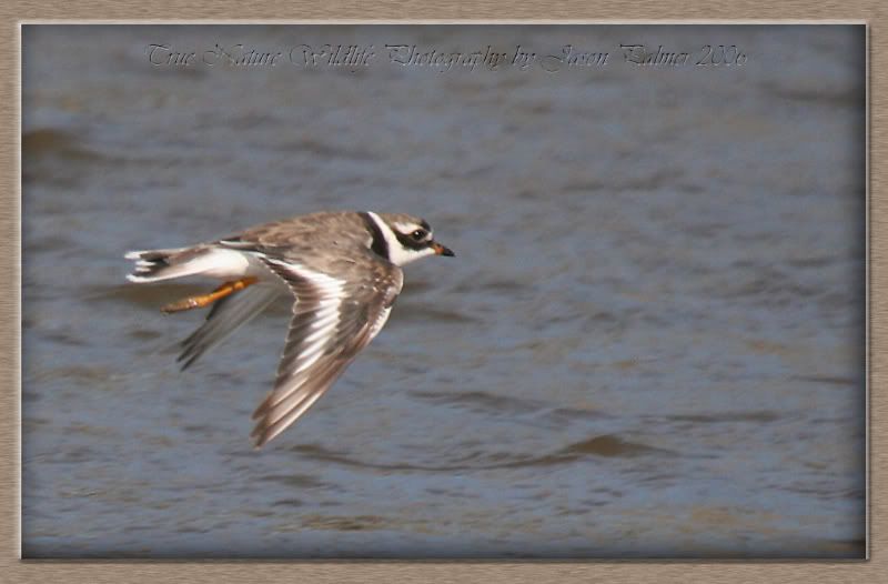 IMAGE: http://i11.photobucket.com/albums/a166/madas/ringplovercopy.jpg