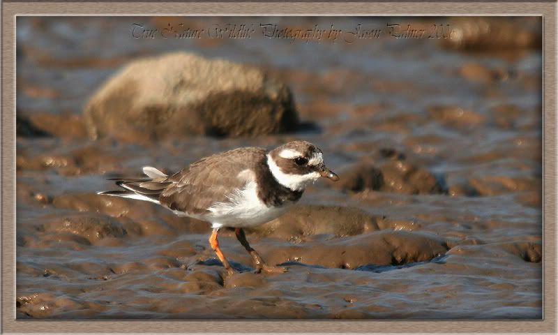 IMAGE: http://i11.photobucket.com/albums/a166/madas/ringplver2copy.jpg