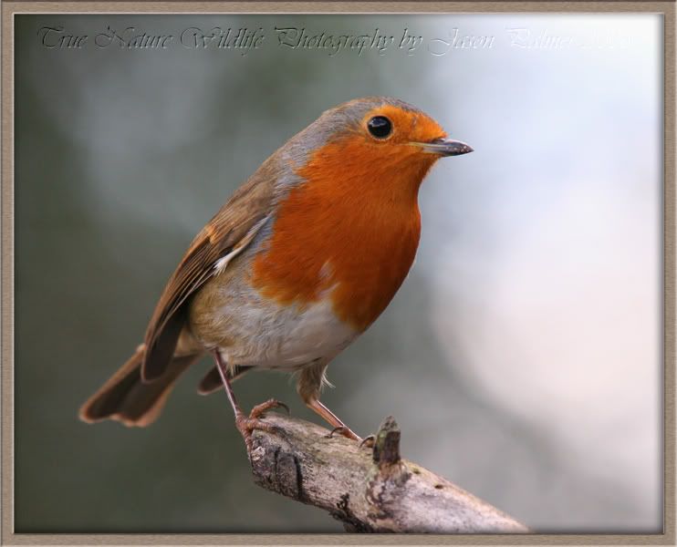 IMAGE: http://i11.photobucket.com/albums/a166/madas/robin2copy.jpg