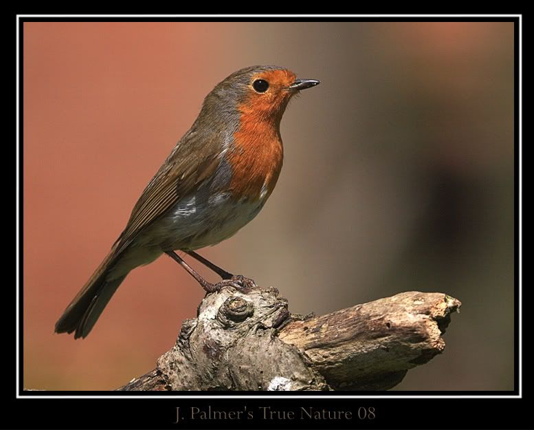 IMAGE: http://i11.photobucket.com/albums/a166/madas/robin60014tc2copy.jpg