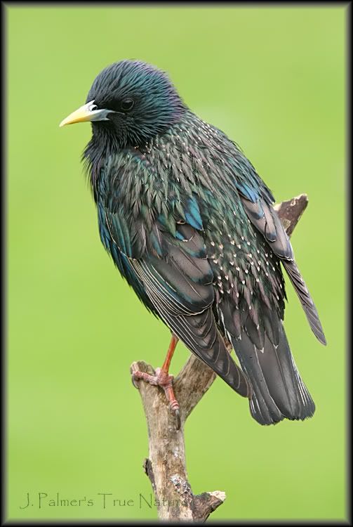 IMAGE: http://i11.photobucket.com/albums/a166/madas/sharpstarling2copy.jpg