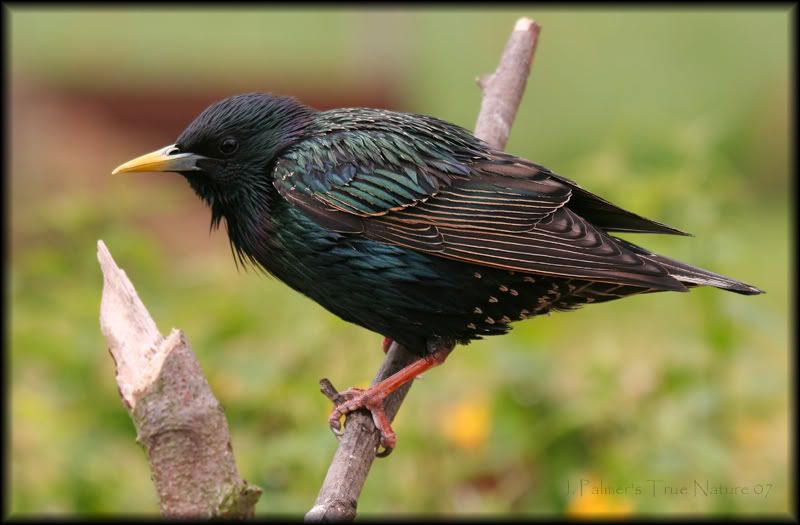 IMAGE: http://i11.photobucket.com/albums/a166/madas/sharpstarlingcopy.jpg