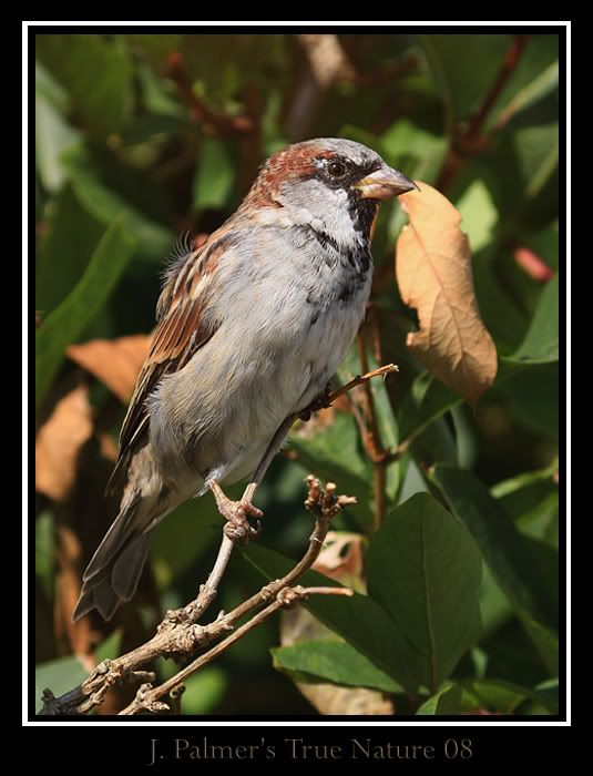 IMAGE: http://i11.photobucket.com/albums/a166/madas/sparrowcopy.jpg