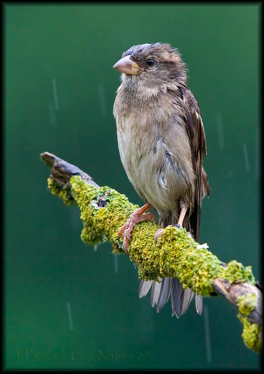 IMAGE: http://i11.photobucket.com/albums/a166/madas/sparrowfemalenewbranchcopy.jpg