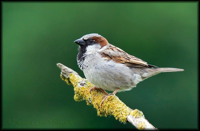 IMAGE: http://i11.photobucket.com/albums/a166/madas/sparrowmalenewbranchcopy.jpg