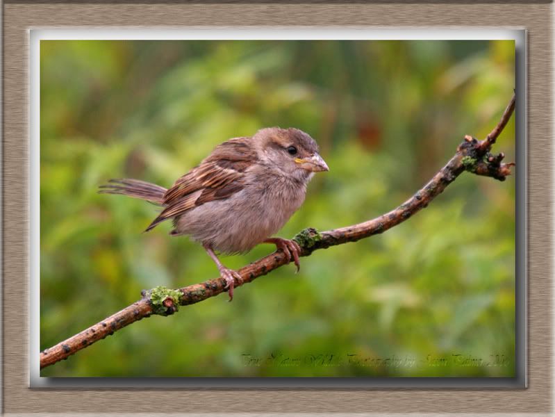 IMAGE: http://i11.photobucket.com/albums/a166/madas/sparrowrain.jpg