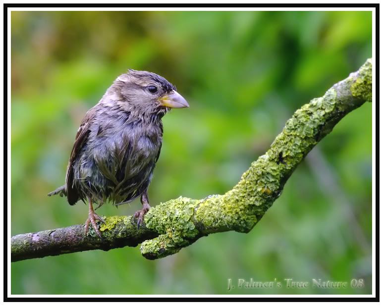 IMAGE: http://i11.photobucket.com/albums/a166/madas/sparrowwetcopy.jpg