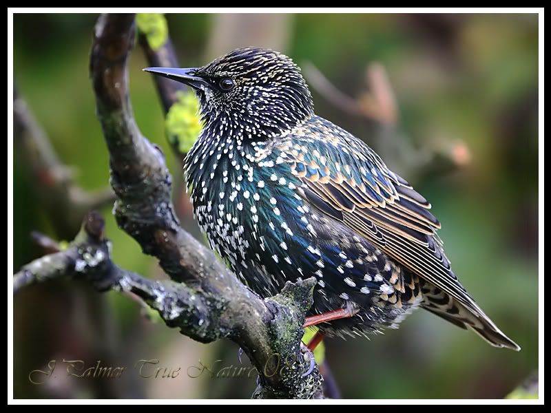 IMAGE: http://i11.photobucket.com/albums/a166/madas/starlingcopy-1.jpg