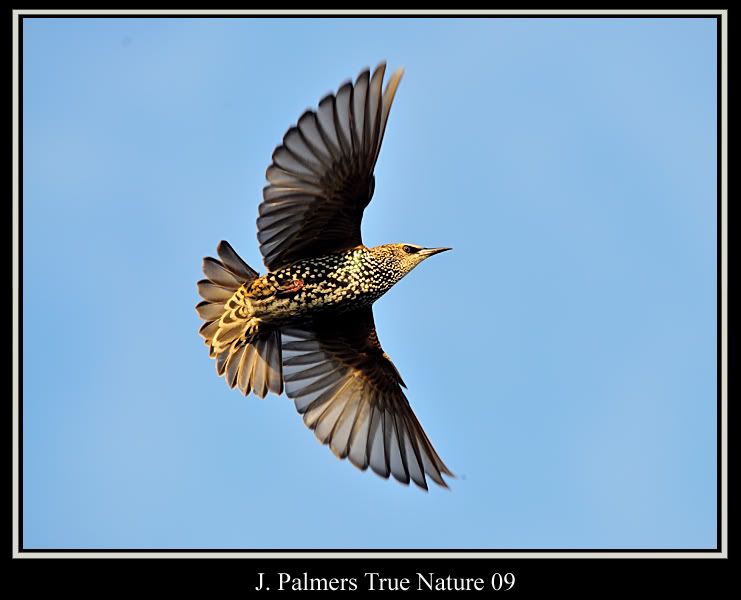 IMAGE: http://i11.photobucket.com/albums/a166/madas/starlingflightcopy.jpg