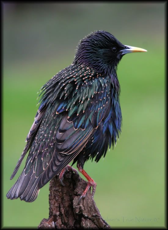 IMAGE: http://i11.photobucket.com/albums/a166/madas/starlingljpg2copy.jpg