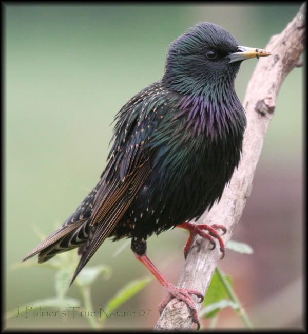 IMAGE: http://i11.photobucket.com/albums/a166/madas/starlingljpgcopy.jpg