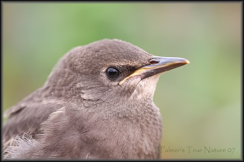 IMAGE: http://i11.photobucket.com/albums/a166/madas/starlingmacrocopy.jpg