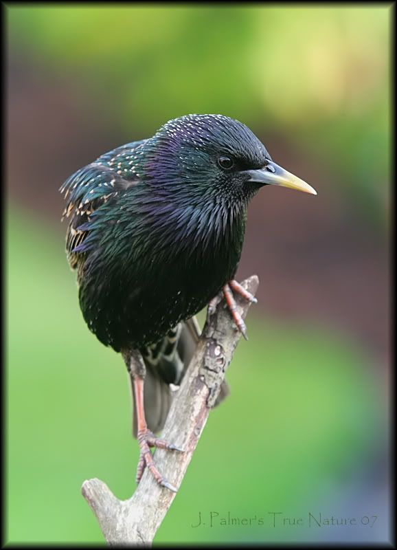 IMAGE: http://i11.photobucket.com/albums/a166/madas/starlingnewbgcopy.jpg