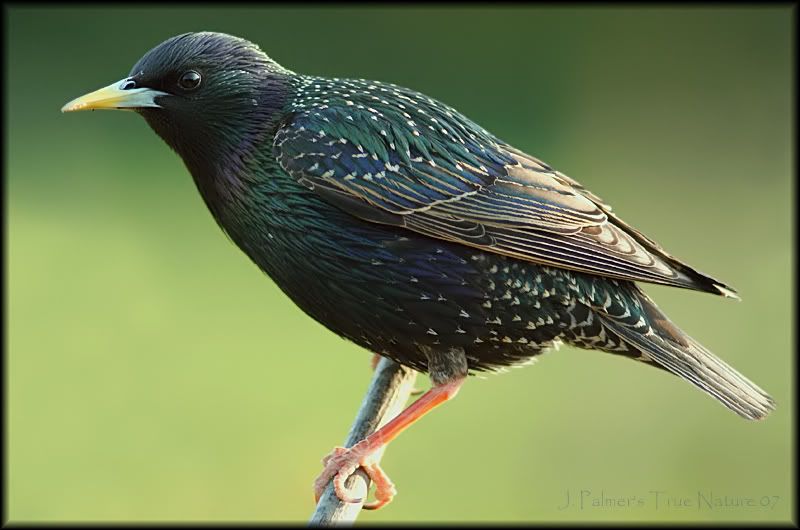 IMAGE: http://i11.photobucket.com/albums/a166/madas/starlingnikonf4.jpg