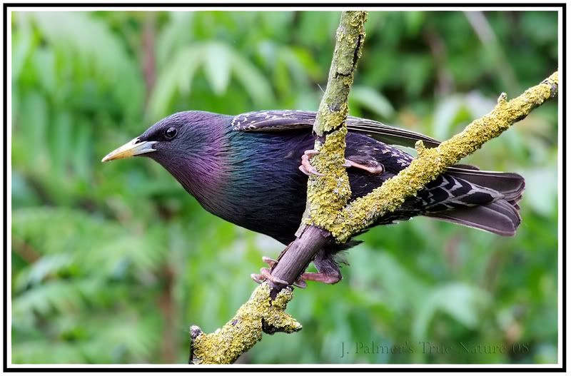 IMAGE: http://i11.photobucket.com/albums/a166/madas/starlingperch3copy.jpg