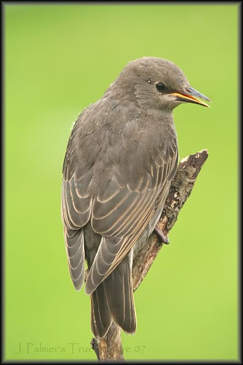 IMAGE: http://i11.photobucket.com/albums/a166/madas/starlingyoungcopy.jpg