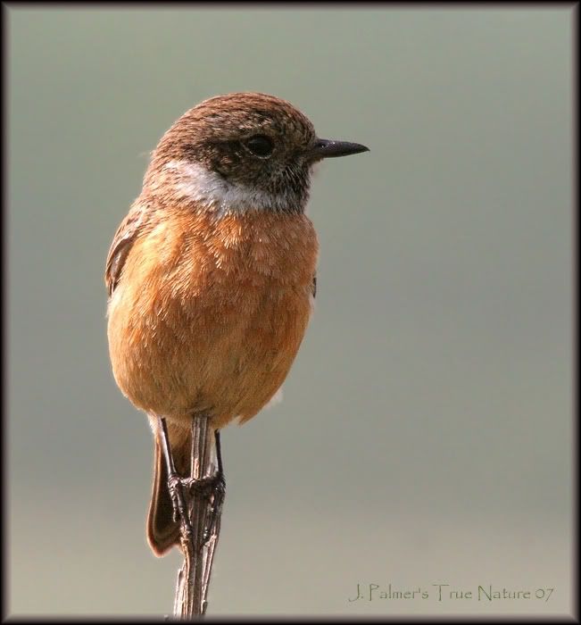 IMAGE: http://i11.photobucket.com/albums/a166/madas/stonechatfemale1copy.jpg