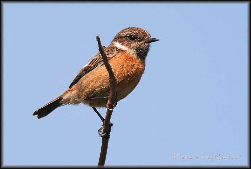 IMAGE: http://i11.photobucket.com/albums/a166/madas/stonechatfemale2copy.jpg