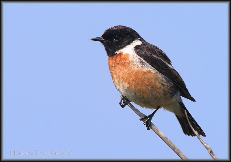 IMAGE: http://i11.photobucket.com/albums/a166/madas/stonechatmale1copy.jpg