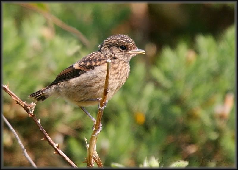 IMAGE: http://i11.photobucket.com/albums/a166/madas/stonechatyoungcopy.jpg