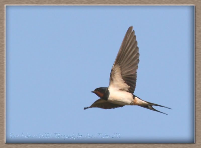 IMAGE: http://i11.photobucket.com/albums/a166/madas/swallowcopy.jpg